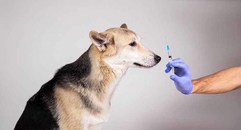The necessary vaccines for dogs, the seven-valve vaccine, and what does it protect from?