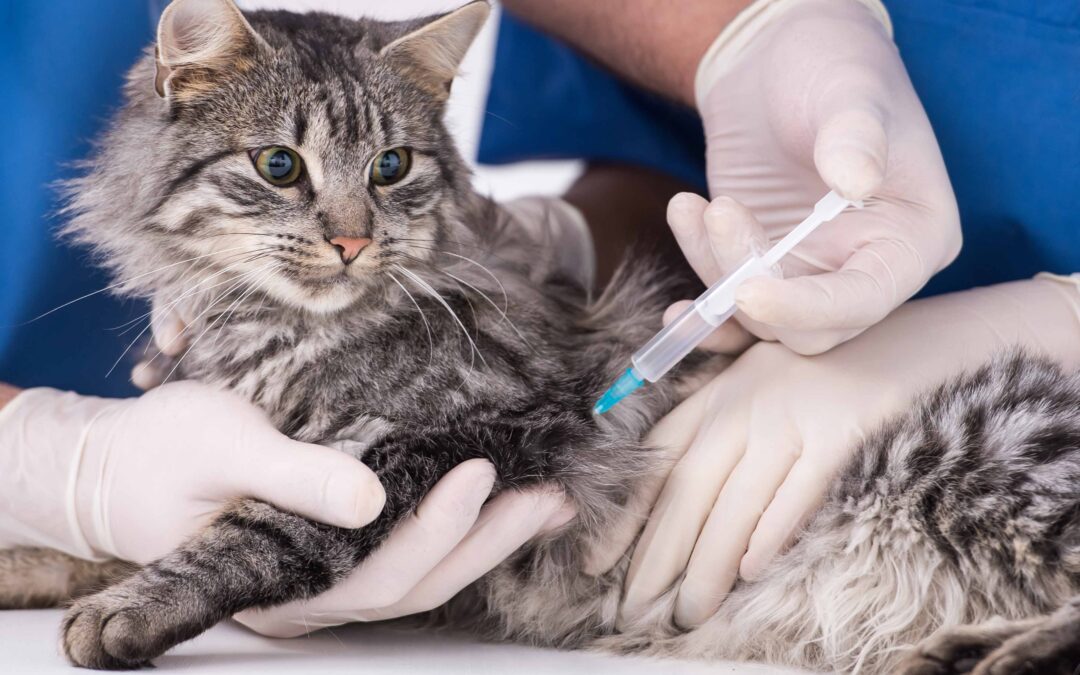 Cat vaccinations and the appropriate age to give them